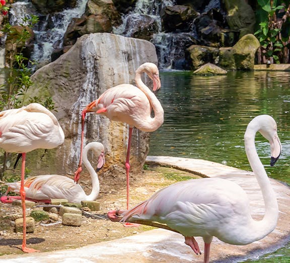 Flamingos by a waterfall at Kuala Lumpur Bird Park.