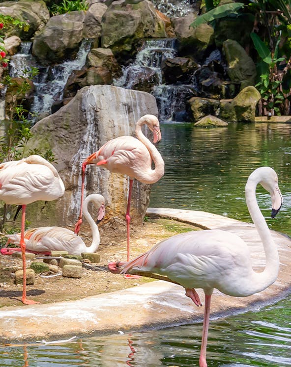 Flamingos by a waterfall at Kuala Lumpur Bird Park.