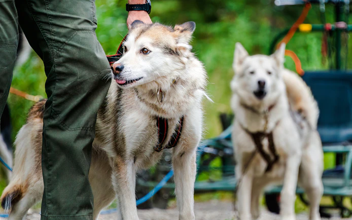 Sled dogs with a ranger preparing for a tour in a forest setting.