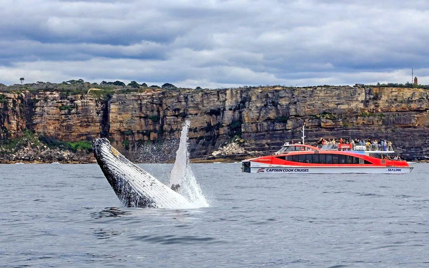 [Exclusive Promo] Whale Watching Cruise with Taronga Zoo Entry