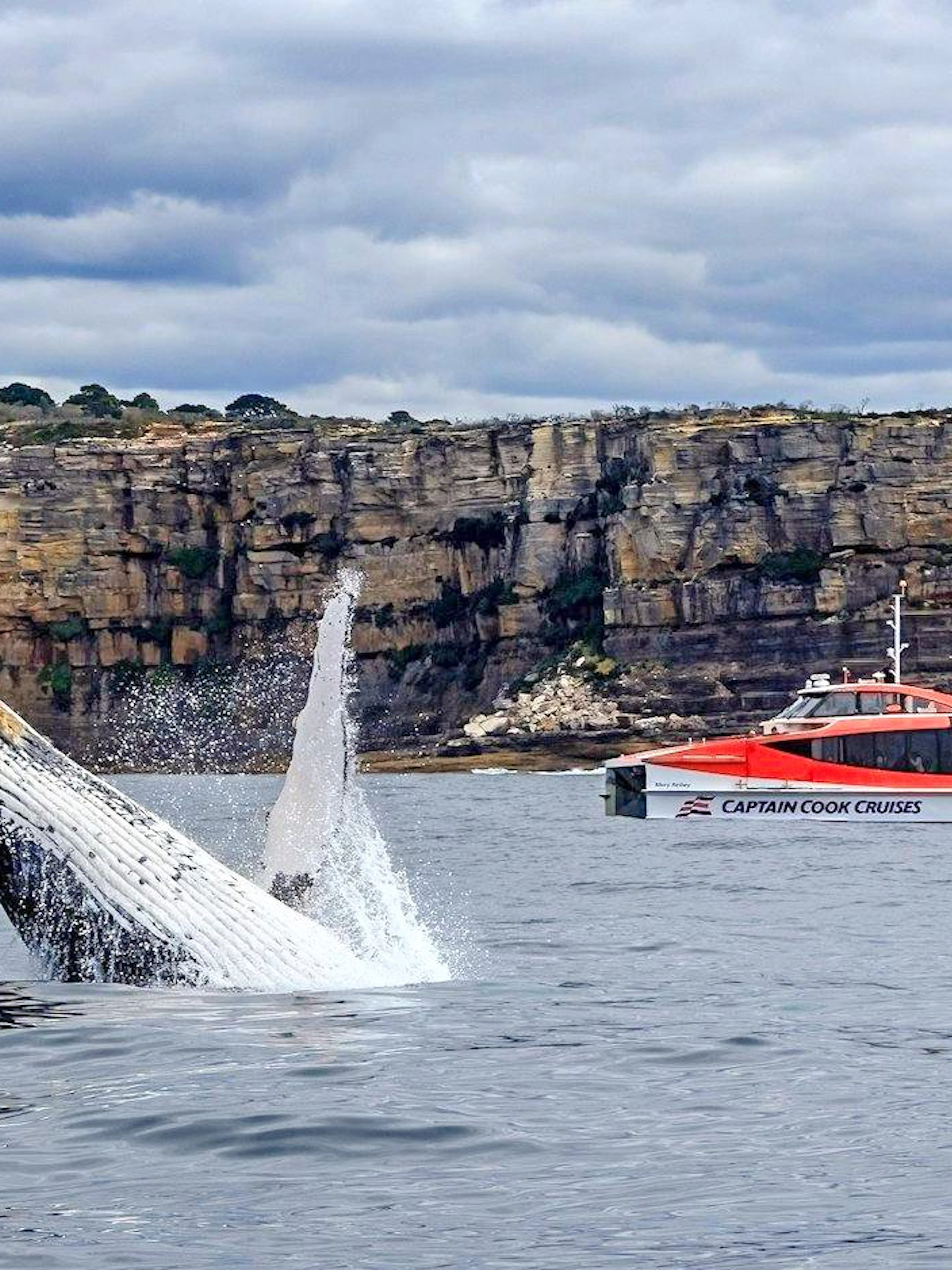 Whale breaching near Captain Cook Cruises boat with Sydney cliffs in background.
