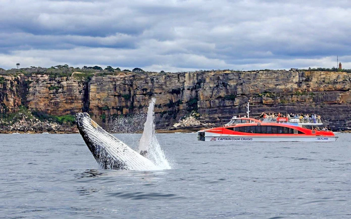 Whale breaching near Captain Cook Cruises boat with Sydney cliffs in background.