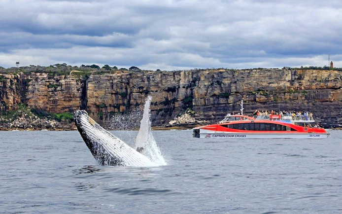 Whale breaching near Captain Cook Cruises boat with Sydney cliffs in background.