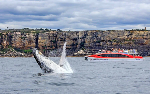 [Exclusive Promo] Whale Watching Cruise with Taronga Zoo Entry