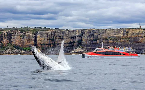 Whale breaching near Captain Cook Cruises boat with Sydney cliffs in background.