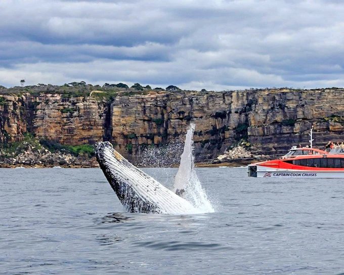 Whale Watching Cruise with Taronga Zoo Entry - Option B