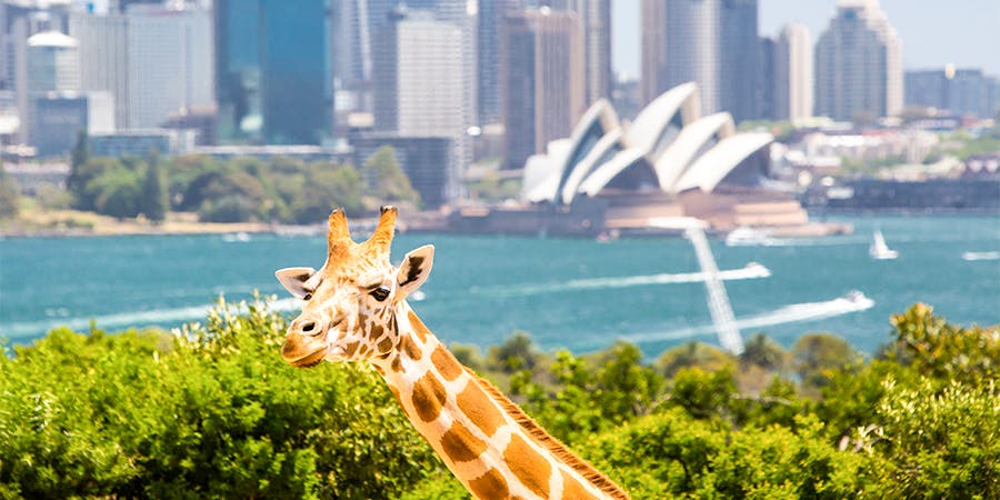 Sydney in March - Sydney Taronga Zoo