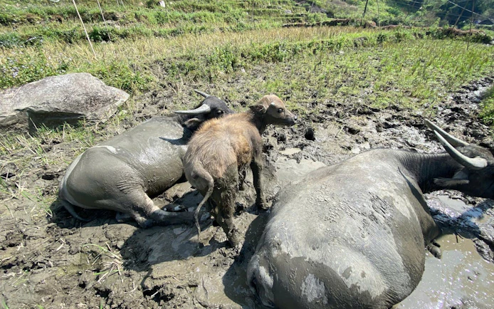 Water buffalo resting in a muddy field near Bac Ha Market, Vietnam.