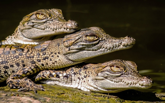 Crocodiles resting on a log during Bruce Belchers Daintree River Cruise in Australia.