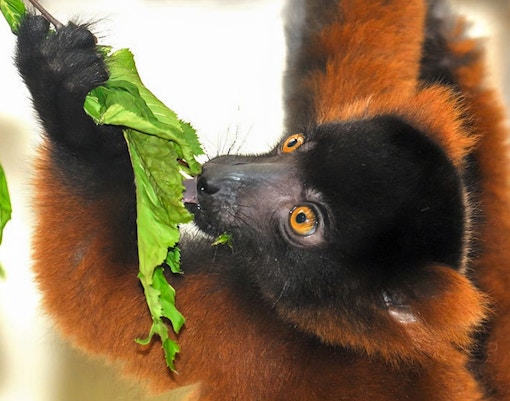 Cologne Zoo