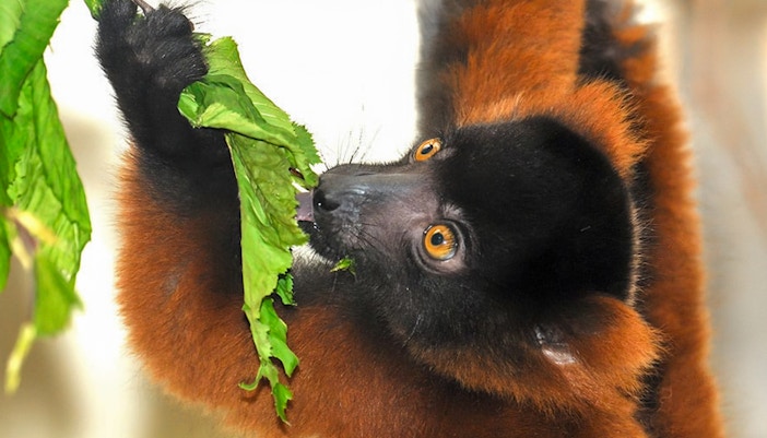 Madagascar House at Cologne Zoo