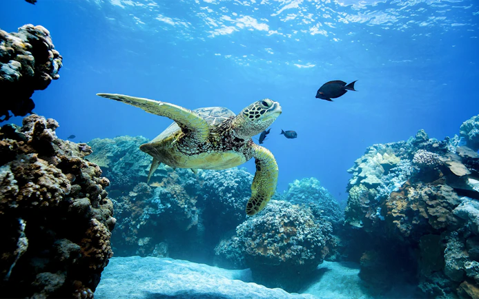 Sea turtle swimming near coral reef in West Oahu snorkel sail.