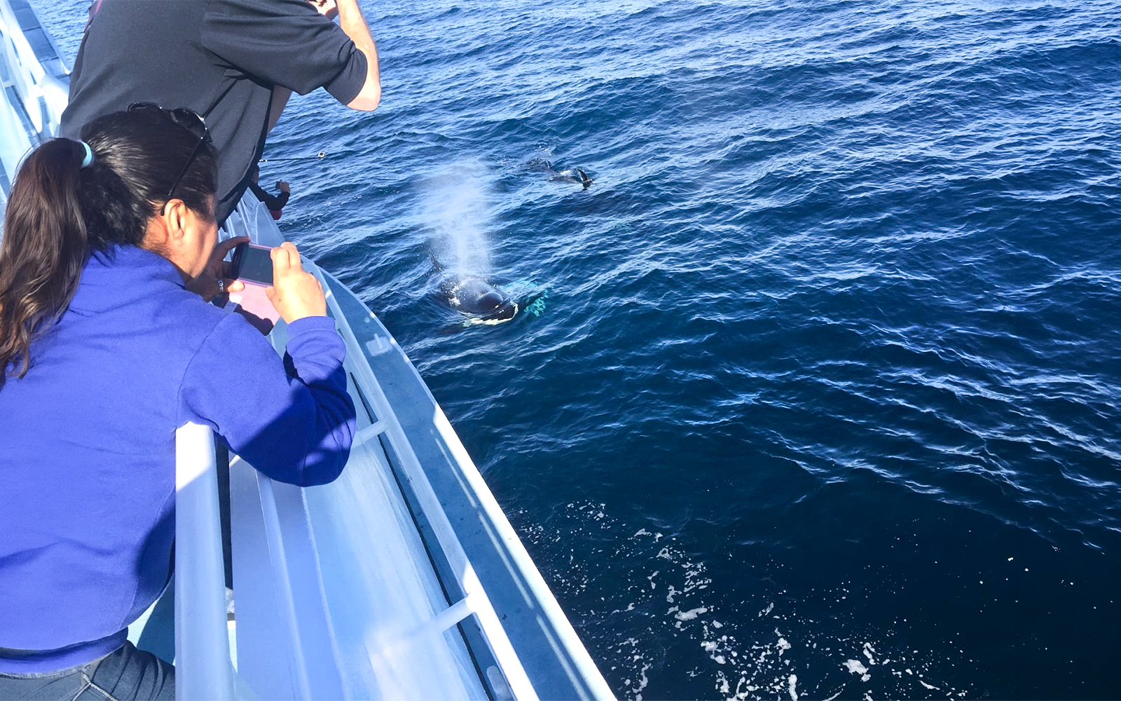 Tourists photographing a whale surfacing near a boat on a Los Angeles whale watching tour.