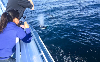 Tourists photographing a whale surfacing near a boat on a Los Angeles whale watching tour.