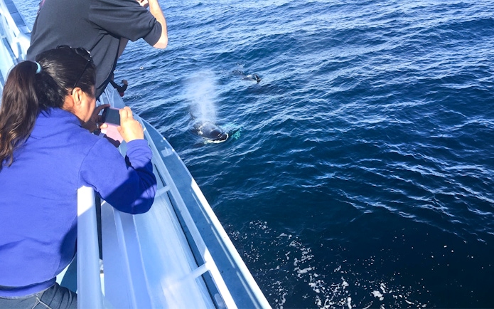 Tourists photographing a whale surfacing near a boat on a Los Angeles whale watching tour.