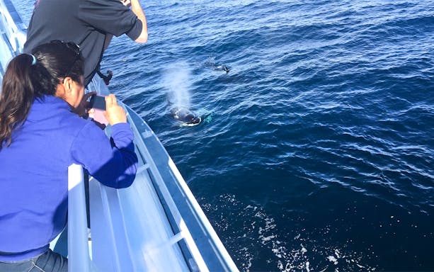 Tourists photographing a whale surfacing near a boat on a Los Angeles whale watching tour.