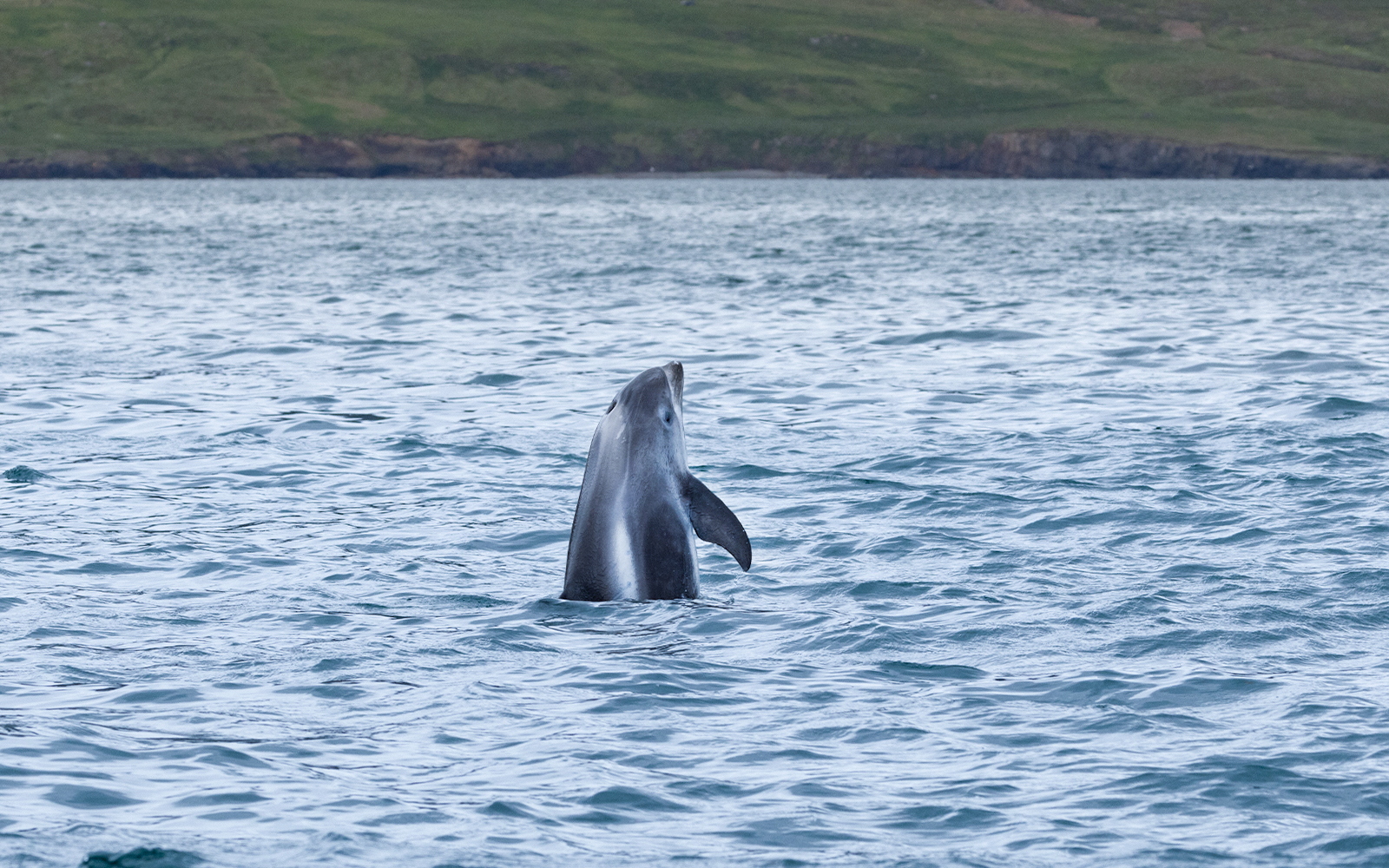 White-beaked dolphin breaching in Husavik, North Iceland.