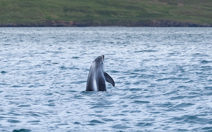 White-beaked dolphin breaching in Husavik, North Iceland.