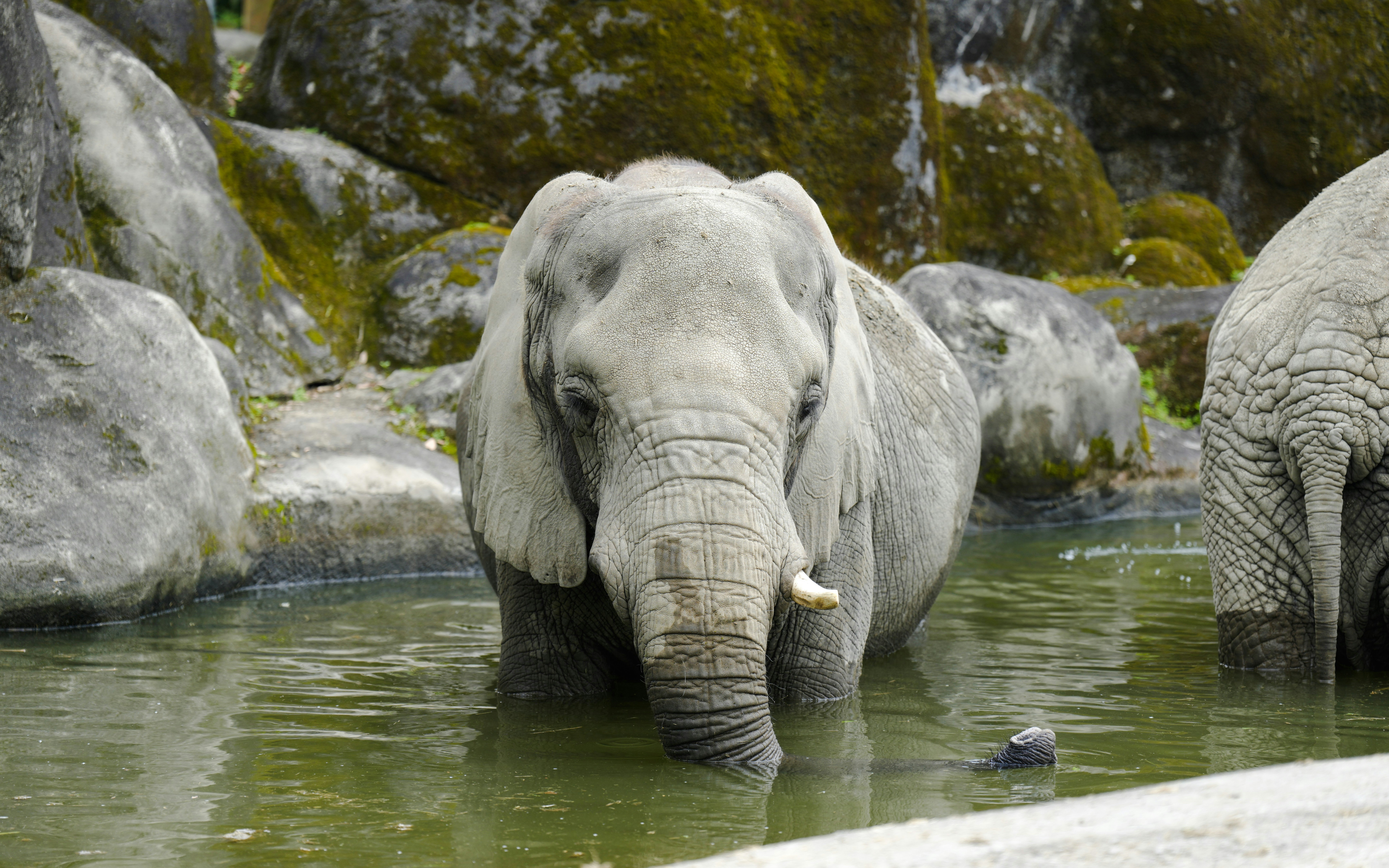 Elephant standing in a lake at Taipei Zoo, Taiwan.