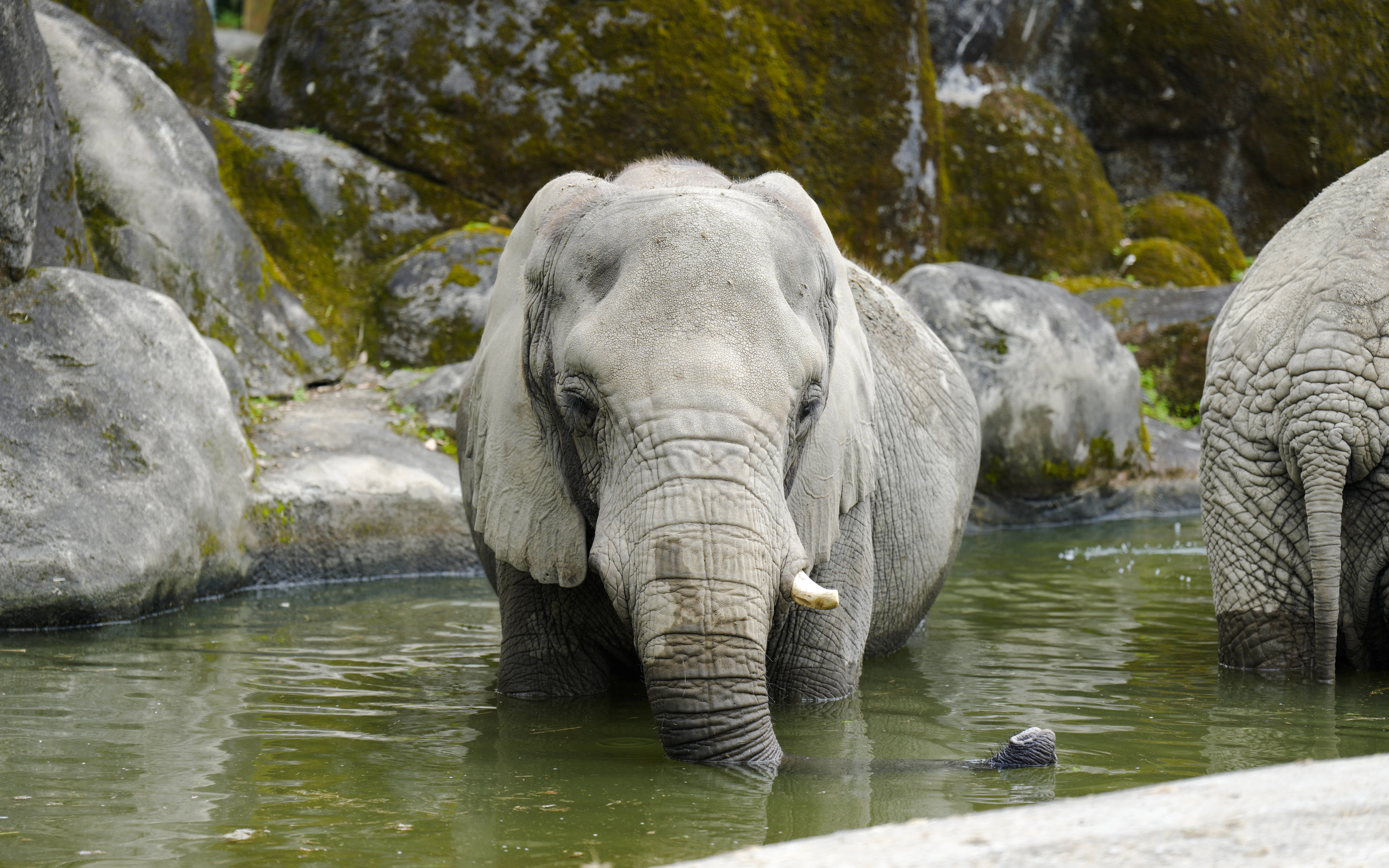 Elephant standing in a lake at Taipei Zoo, Taiwan.