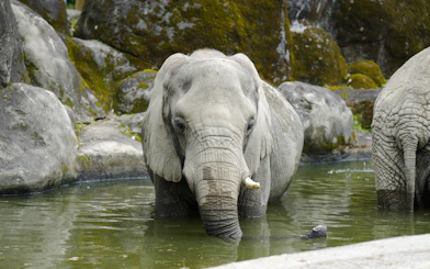 Elephant standing in a lake at Taipei Zoo, Taiwan.