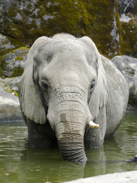 Elephant standing in a lake at Taipei Zoo, Taiwan.