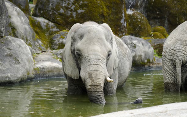 Elephant standing in a lake at Taipei Zoo, Taiwan.