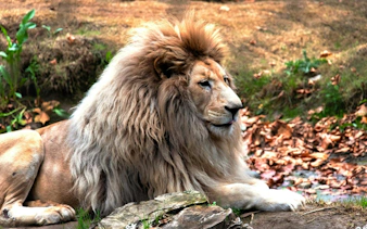 Lion resting at Chile Safari Park amidst autumn leaves.