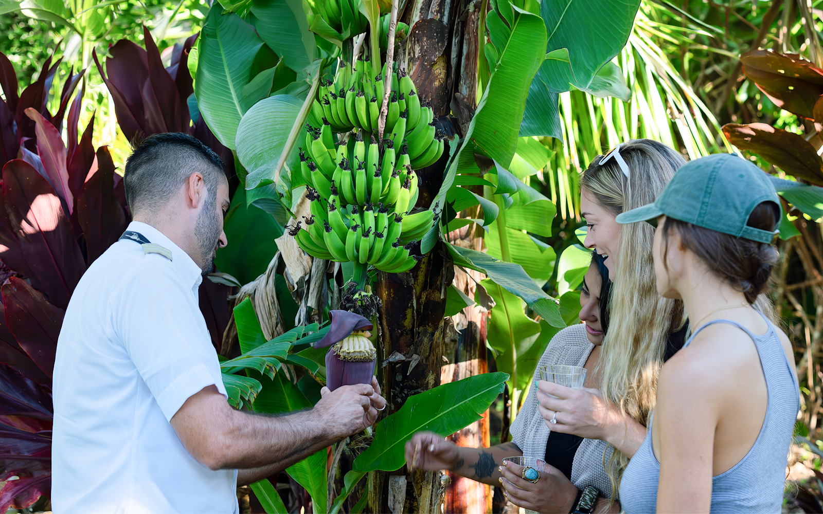 Tourists observing banana plants in Hana Rainforest, Hawaii during helicopter tour.