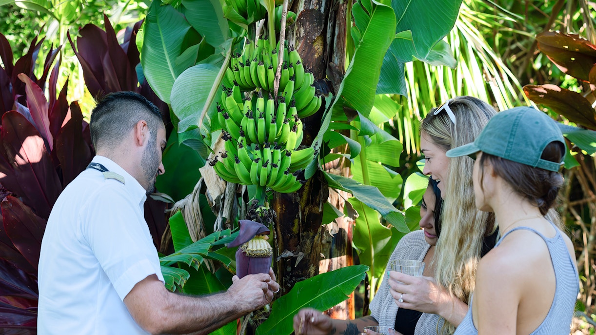 Tourists observing banana plants in Hana Rainforest, Hawaii during helicopter tour.