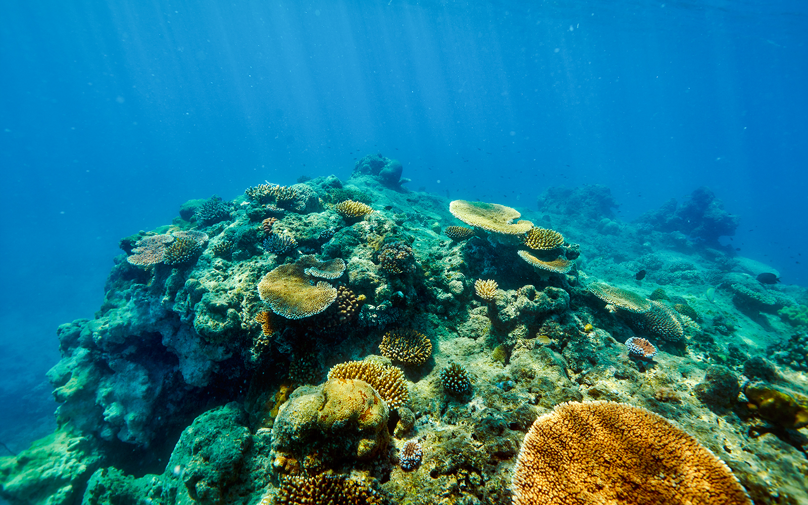 Coral reef underwater at Fitzroy and Green Islands, vibrant marine life.