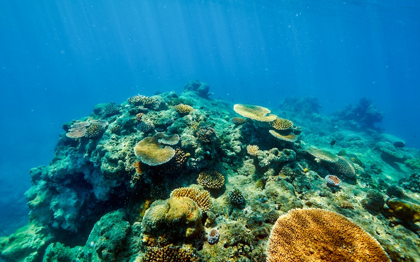 Coral reef underwater at Fitzroy and Green Islands, vibrant marine life.