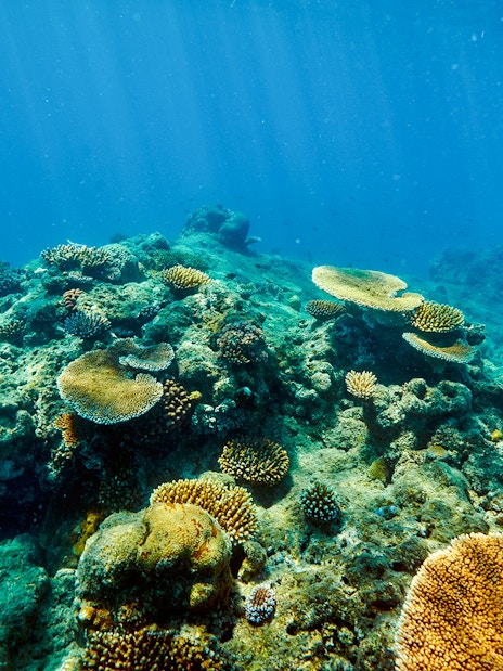 Coral reef underwater at Fitzroy and Green Islands, vibrant marine life.