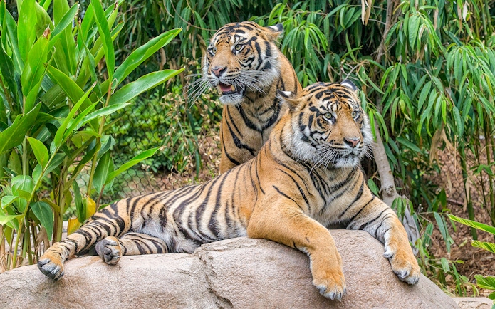 Tigers resting on a rock at San Diego Zoo Safari Park.