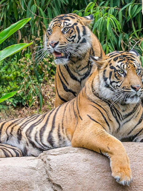 Tigers resting on a rock at San Diego Zoo Safari Park.