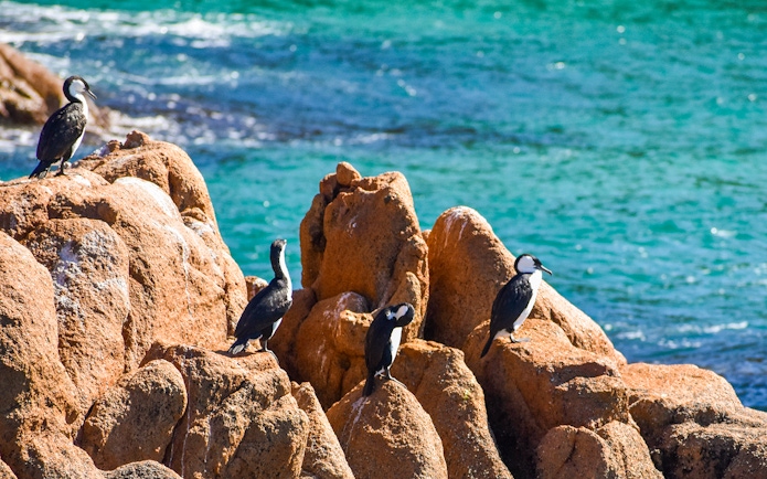 Birds perched on rocky outcrops by the ocean at Cape Woolamai, Phillip Island.