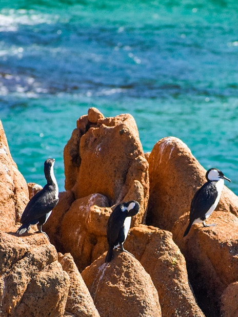 Birds perched on rocky outcrops by the ocean at Cape Woolamai, Phillip Island.