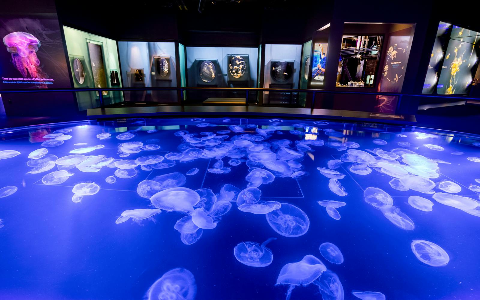 Jellyfish exhibit at Aquarium of the Pacific, Los Angeles.