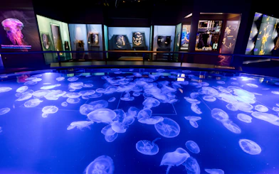 Jellyfish exhibit at Aquarium of the Pacific, Los Angeles.