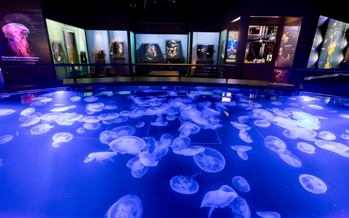 Jellyfish exhibit at Aquarium of the Pacific, Los Angeles.