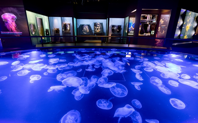 Jellyfish exhibit at Aquarium of the Pacific, Los Angeles.