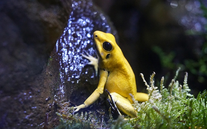 Golden poison frog on a mossy branch at Seville Aquarium exhibit.