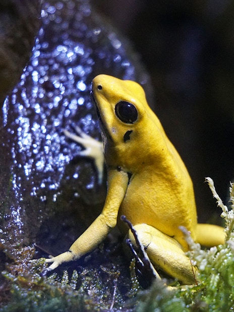 Golden poison frog on a mossy branch at Seville Aquarium exhibit.