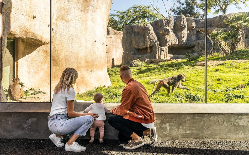 Family observing baboons at San Diego Zoo through glass enclosure.