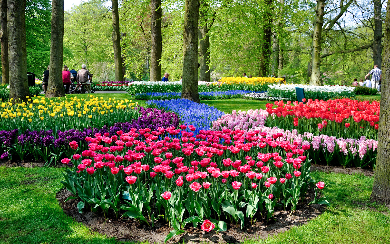 amsterdam tulip festival