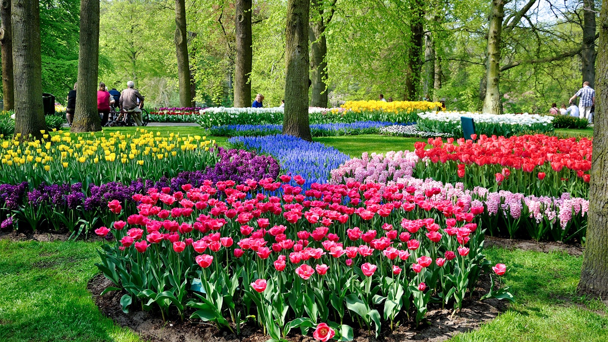 tulip season amsterdam