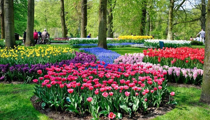 amsterdam tulip festival