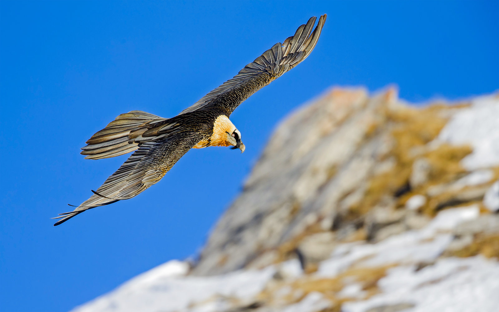 Bearded vulture soaring in the clear blue sky over the Swiss Alps.