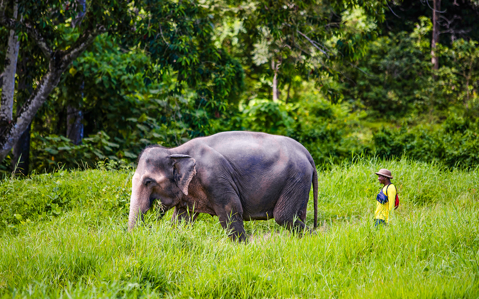 Elephant with mahout walking through grass at Bukit Elephant Park.