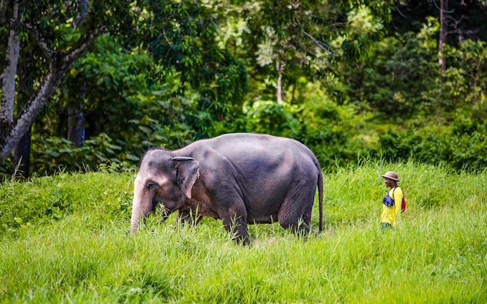 Elephant with mahout walking through grass at Bukit Elephant Park.